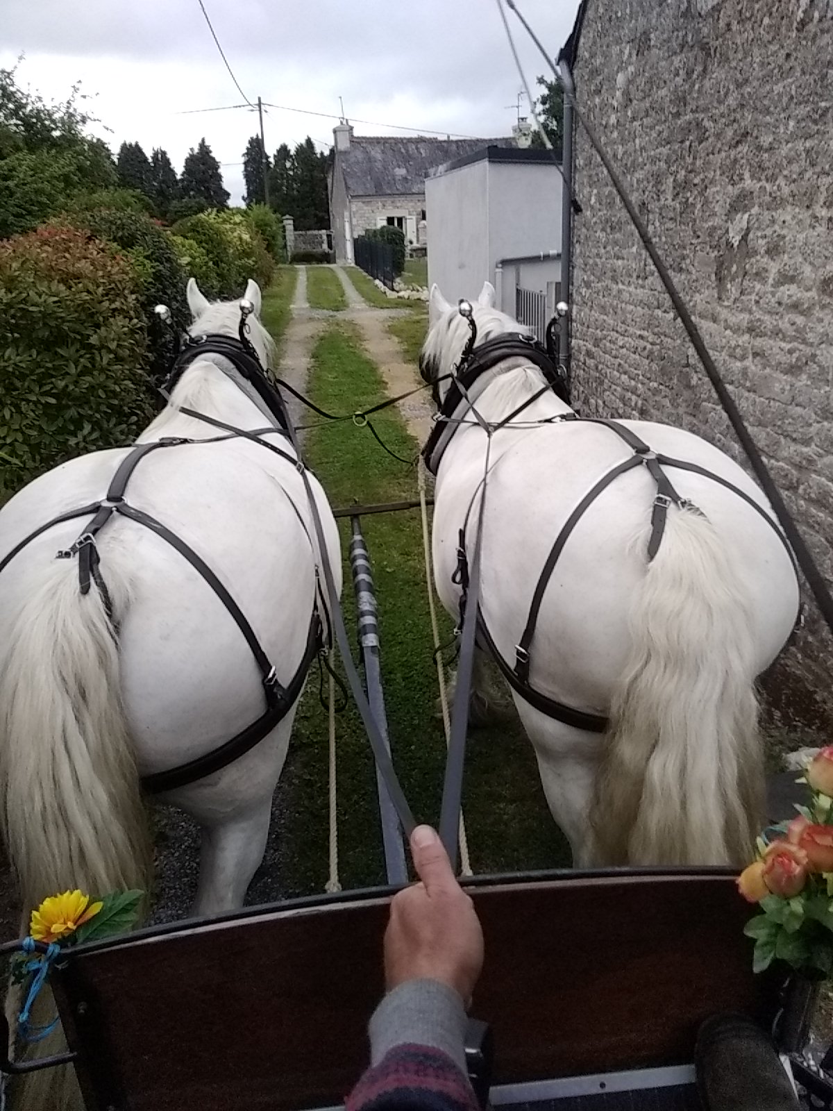 2 magnifiques chevaux blancs, une grande calèche..